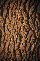 Tree bark texture. Close-up of old wood, may be used as a background.