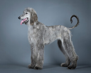 Blue Afghan hound puppy standing in a photography studio