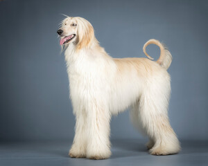 galgo afgano color arena de pies en un estudio de fotografia