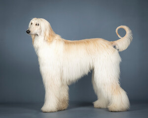 galgo afgano color arena de pies en un estudio de fotografia