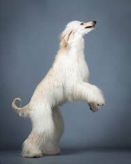 Sand-colored Afghan hound jumping in a photography studio