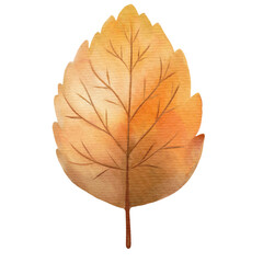 autumn leave isolated on white background