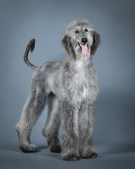 Blue Afghan hound puppy standing in a photography studio