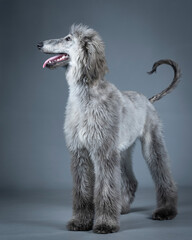 Blue Afghan hound puppy standing in a photography studio