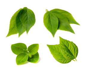 Fresh Green Leaf Isolated, Fruit Leaves, Raw Garden Plant Twig, Decorative Leaf for Product Design