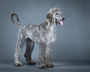 Blue Afghan hound puppy standing in a photography studio