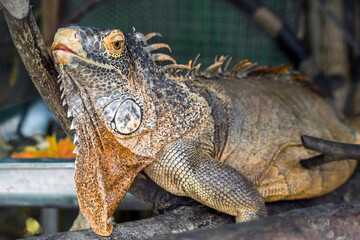 Close up of Iguana selective focus on eye