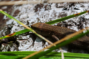 macro 