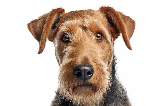 portrait of an Airedale Terrier dog