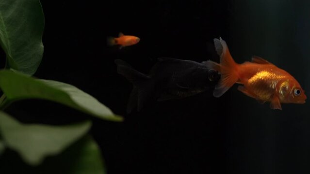 Dark Aquatic Elegance: Colorful Goldfish in Freshwater Aquariums, Anubias Aquarium Plants.