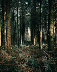 Fototapeta na wymiar Haldon Forest