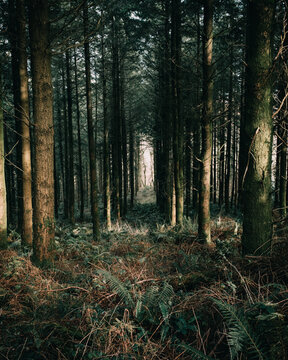 Haldon Forest © Shane Tregale