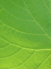 Beautiful green leaf background. Macro view. green leaf texture