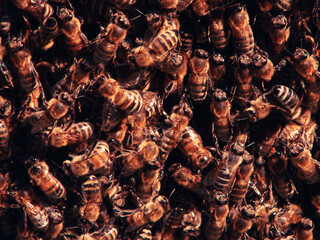 Beekeeping background. Wild honeybee swarm in sunlight. Selective focus. Close up of bees. Swarm of bees, their thousands and the queen bee. Catching the bee swarm.