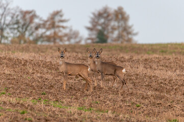 roe deer in autumn on a field in the Czech Republic