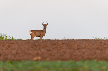 roe deer in autumn on a field in the Czech Republic