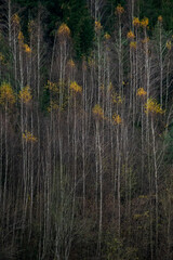 Birch trunks with yellow autumn leaves in a forest in the Czech Republic