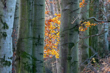 autumn leaves and trunks of beech trees in a forest in the Czech Republic