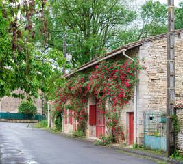 French cottage surrounded by roses