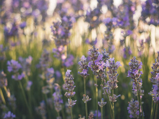 Lavender.