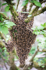 Bee swarm