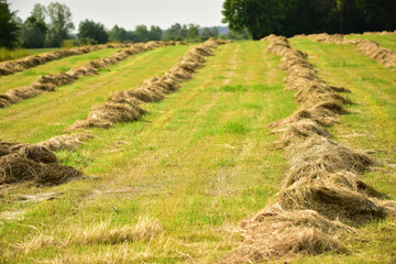 Fototapeta na wymiar Dry hay on the field