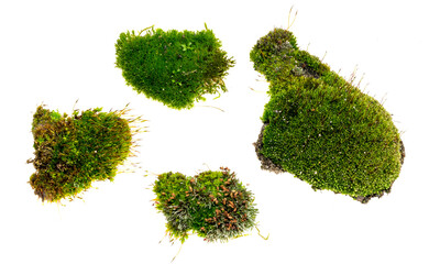 	
green moss on a transparent background. png	
