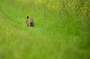Cat in the deep grass