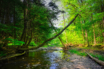 Fototapeta na wymiar Spring has sprung and the woods are green again at St Marys Falls in Upstate NY. The stream slowly runs through the woods on the beautiful day in NYS.