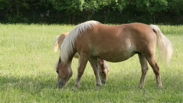 Brown horse and foal grazing in the green meadow on a sunny day. Horses of the Halfinger used for agricultural work
