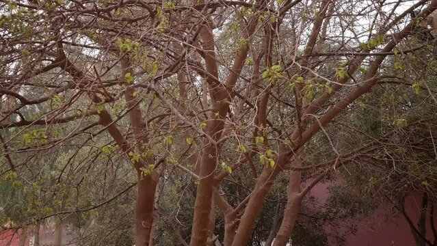 Tree branches moving in the wind