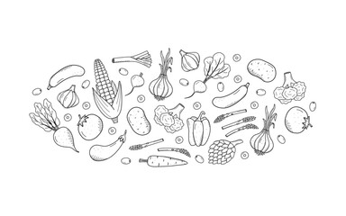 Collection of drawing vegetables in doodle style. A set of vector illustrations of the harvest corn potatoes carrots radishes beets garlic onions tomatoes, etc.