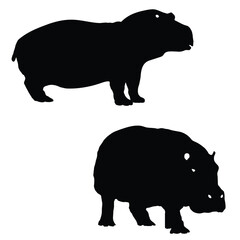 Hippos are herbivores and feed mainly on grass. They have a specialized jaw structure that allows them to open their mouths wide and graze on large amounts of vegetation.