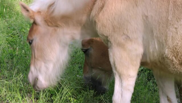 Close-up head of Brown horse and foal grazing in the green meadow. Horses of the Halfinger used for agricultural work