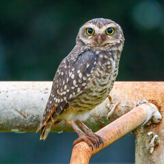 A close-up on a beautiful and observing Burrowing Owl (Athene cunicularia), perching upon a metal structure on a hot summer morning