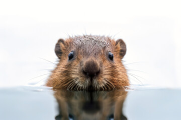 Cute baby beaver isolated on a white background. Generative AI