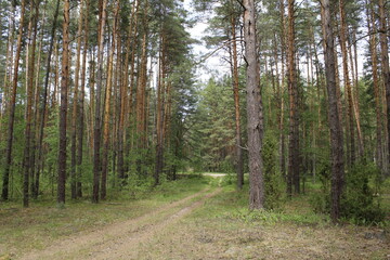 forest road among the trees