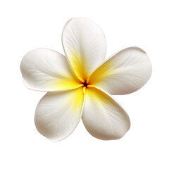 Plakat frangipani flower isolated on white