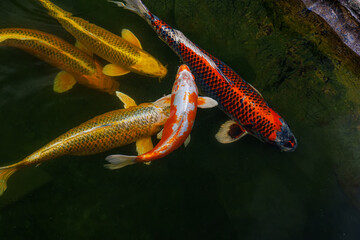 Obraz premium Ornamental carps swim alone in search of food. Koi carp are ornamental domesticated fish