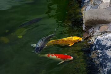 Koi carp are ornamental domesticated fish