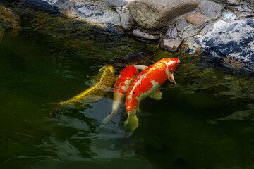 Decorative carps swim up to the shore. Koi carp are ornamental domesticated fish
