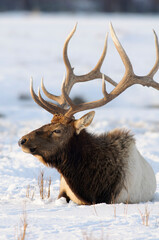 Elk (Cervus canadensis) in winter