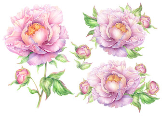 Pink peony flowers set on white background. Botanical floral collection of watercolor hand painting of peonies for wedding invitations, birthday greeting cards, anniversaries, congratulations - 607791739