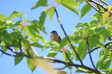 木の上でさえずるホオジロ