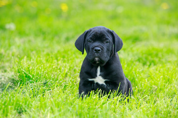 dog breed Cane Corso Italiano