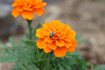 花にとまるギンバエ