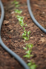 Rocket Seedlings