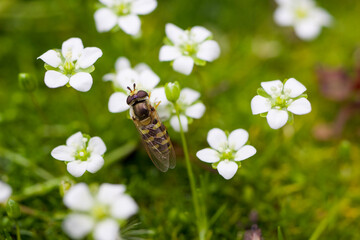 Chrysotoxum. Hoverfly on tiny Sagina Subulata flowers.