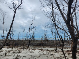 dead tree on the beach