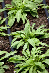 Rocket Growing in Greenhouse